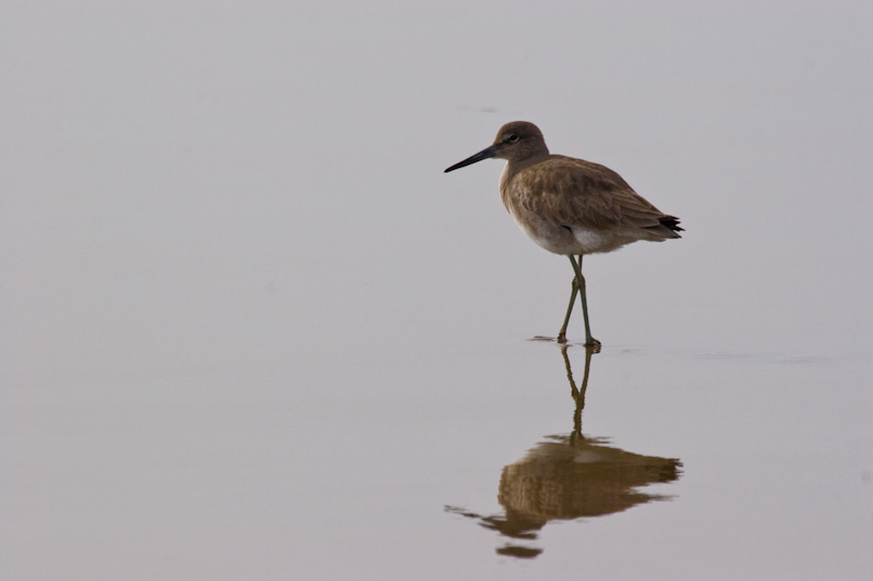 Willet Reflected On Wet Sand